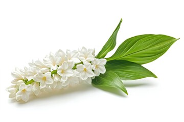 Fototapeta premium Pure White Tia Intricata: Elegant Single Stem Botanical Illustration Free Calm Plant Image Macro 