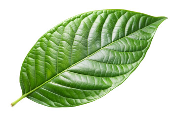 green cocoa leaf isolated on transparent background