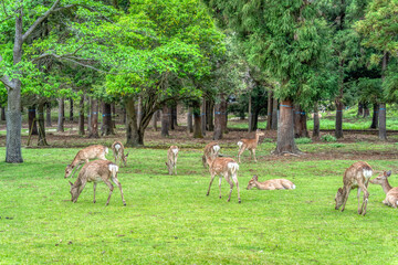 Sika deer grazing on the green meadow in Nara park, Japan.