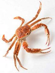 crayfish isolated on white