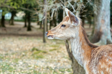 Close up portrait of a sika deer in Nara park, Japan.