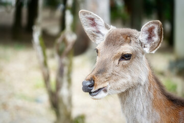 Close up portrait of a sika deer in Nara park, Japan.