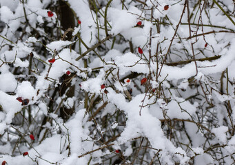 red berries covered with snow