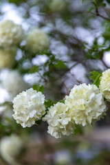Blooming Snowball Bush in spring. White flowers of a Viburnum Opulus Roseum