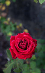 Red rose in garden