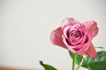 紫色の薔薇