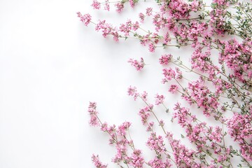 Naklejka premium Delicate Pink Thyme Blossoms Isolated on White: Perfect for Culinary and Floral Designs herb bloom 