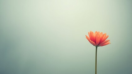 Fototapeta premium Minimalist blooming flower symbolizing strength and growth with soft blurred background