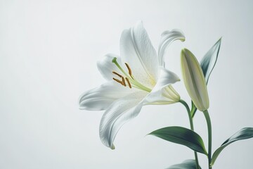 Obraz premium Elegant White Lily Blossom: Pure, Isolated, Perfect for Design Projects & Digital Art soft plant 
