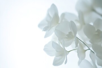 Pure Elegance: A Stunning White Orchid in High Definition hd spa plant image photo bloom macro petal