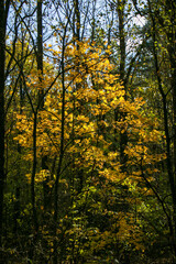 Autumn forest. View of the depth of the forest in autumn. Trees in the autumn forest.