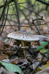 Fototapeta premium Umbrella mushroom (Macrolepiota procera) in its natural habitat. Umbrella mushroom Macrolepiota procera in an autumn forest. 