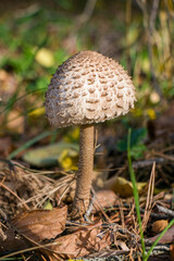 Umbrella mushroom (Macrolepiota procera) in its natural habitat. Umbrella mushroom Macrolepiota procera in an autumn forest.
