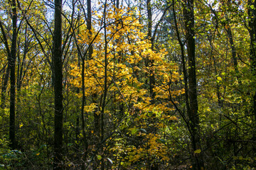 Autumn forest. View of the depth of the forest in autumn. Trees in the autumn forest.
