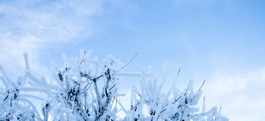 Baum mit Schnee bedeckt, Äste mit Schnee bedeckt, blauer Himmel, extra breites Bild,...