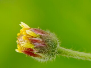 A Tridax procumbens flower bud in the garden 