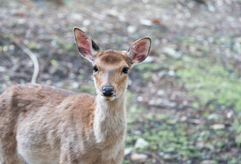 Close up portrait of a sika deer in Nara park, Japan.