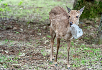 A sika deer in Nara park holding a plastic bag. Plastic pollution concept.