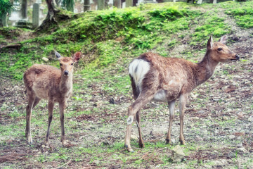 Close up portrait of a sika deer in Nara park, Japan.