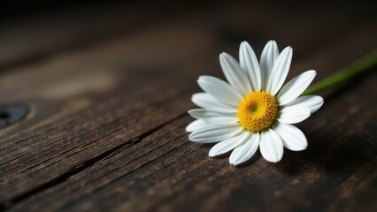 Obraz premium A single daisy rests gently on aged wood, its delicate petals unfurling in soft light, a quiet moment of natural beauty.