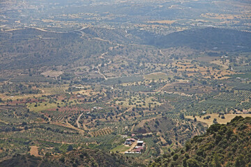 Cyprus Countryside: Panoramic Aerial View of Olive Groves and Hills
