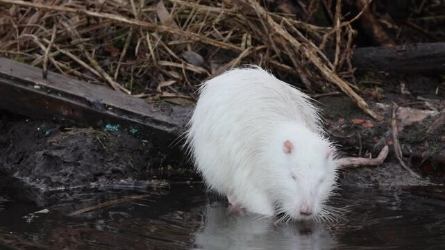 A white nutria sits in the water and eats a piece of wood on a cloudy winter day. White nutria is eating pieces of wood. Albino nutria	