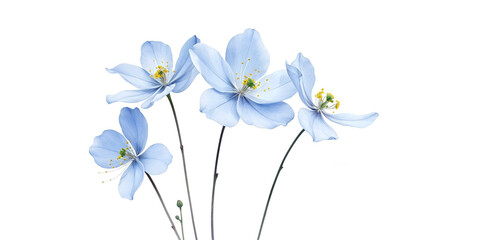 soft-blue-flower background