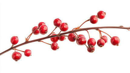 captivating branch with vibrant small red berries on white background showcasing glossy winter crabapples detailed natural food photography in high-resolution image