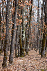 Obraz premium trees in a forest without leaves on a February day