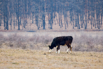 a cow on a meadow with dry grass