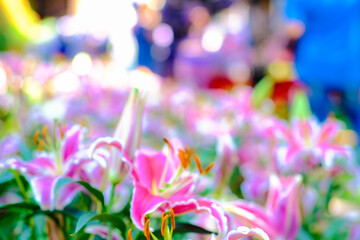 Colorful pink lily winter flower in botanic outdoor garden