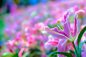 Colorful pink lily winter flower in botanic outdoor garden