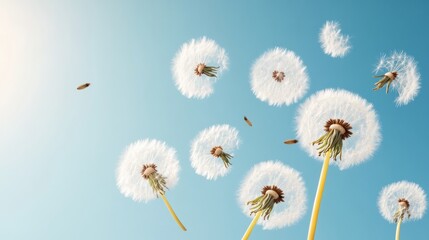 Obraz premium Dreamy Nature Inspire Ethereal White Dandelion Seeds Floating in Sunlit Sky - Organic Design Content for Eco-Friendly Marketing and Inspiring Environmental Campaigns
