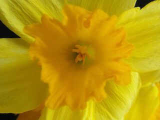 yellow daffodil flower macro
