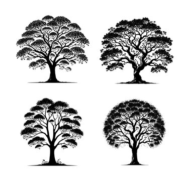 Vector Detailed Black Silhouette of the Chinese Tallow Tree on White Background"