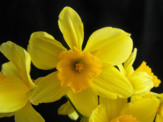 Fototapeta premium yellow daffodils on black