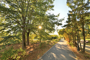 Fototapeta premium Park in September in the rays of the setting sun. Russia