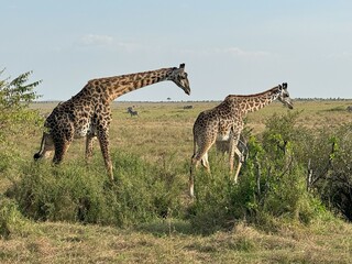 A group of giraffes on the golden savanna of Maasai Mara, Kenya, Africa