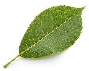 Obraz premium green leaf isolated on white background