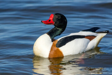 The common shelduck (Tadorna tadorna)