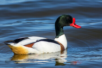 The common shelduck (Tadorna tadorna)