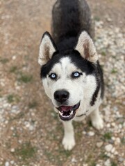 Picture of beautiful husky with mesmerising bright blue eyes