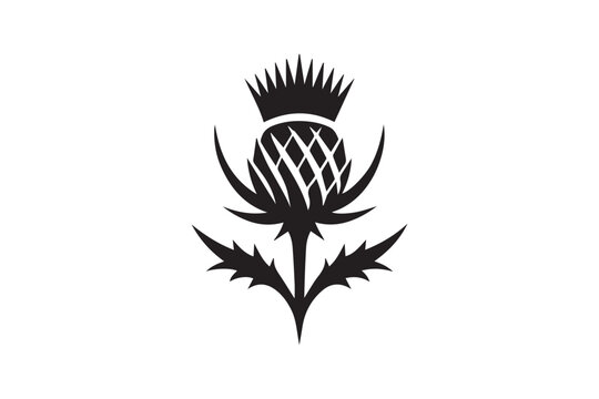 simple and subtle vector silhouette of thistle  in black and white, set against a white background. 