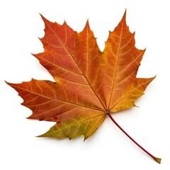 Obraz premium Maple Leaf png isolated on white background