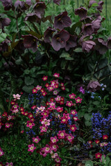 Early spring flowers in garden