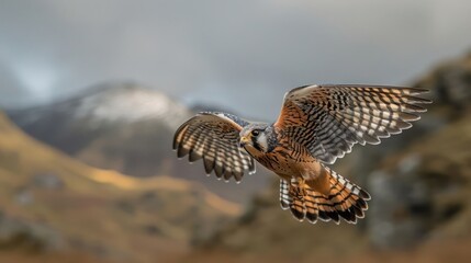 Obraz premium Majestic falcon soaring through a mountainous landscape, capturing the essence of nature's beauty