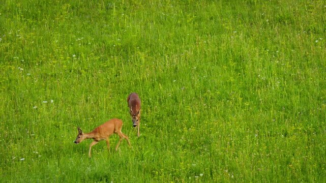 European roe deer (Capreolus capreolus) male buck in rut chasing a female doe, animals running