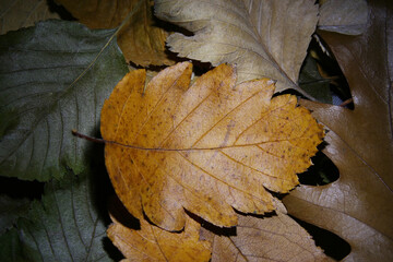 Close-up of yellow autumn hawthorn leaf