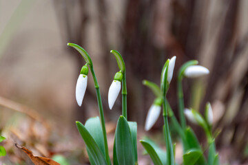 Galanthus - snowdrop