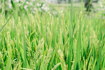 rice plants before harvest
